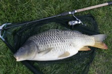 Kapr 85 cm.jpg